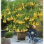 Wondermest Set van 2 stuks - 3