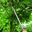 Telescopische snoeischaar met zaag - 5